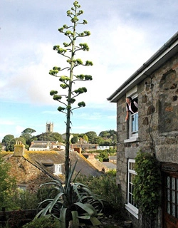 Cây Thế kỷ nhanh chóng vượt qua nóc nhà của bà Morrison. Ảnh: Dailymail.co.uk.