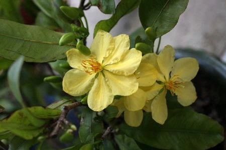 mai-hong-1348802620_480x0.jpg