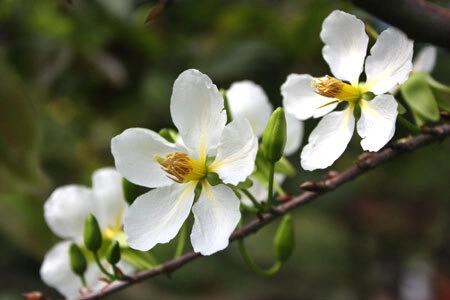 mai-trang-1-1348802620_480x0.jpg