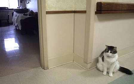 Con mèo Oscar hiếm khi gần gũi bất kỳ người nào, trừ những bệnh nhân sắp lìa đời. Ảnh: Telegraph.