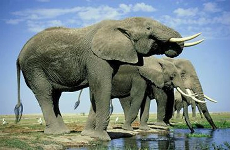 Voi trong công viên quốc gia Amboseli của Kenya. Ảnh: