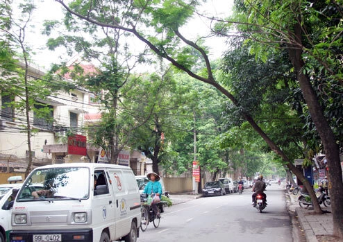 Tương tự, trên phố Phan Huy Chú, cây phượng nhỏ này cũng nghiêng tới 30-40 độ. Tương tự, trên phố Phan Huy Chú, cây phượng nhỏ này cũng nghiêng tới 30-40 độ.