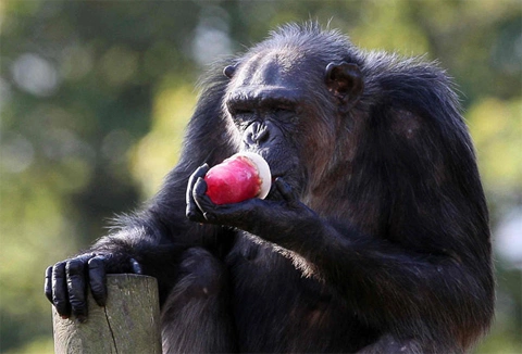 Tinh tinh thưởng thức sinh tố trái cây ướp lạnh trong một ngày nóng nực