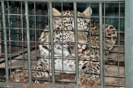 Con báo nằm trong lồng sắt sau khi nhân viên bảo vệ rừng bắn nó bằng phi tiêu tẩm thuốc mê. Ảnh: