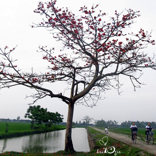 Hình ảnh cây Gạo thân thuộc soi bóng xuống dòng kênh xanh