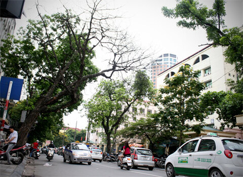 cay-chet-kho-086-1349852545_480x0.jpg