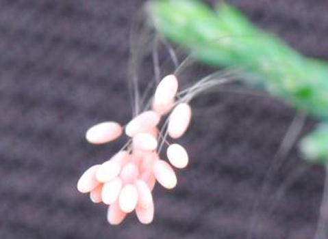 tungcontrung-593918-1368791725_500x0.jpg