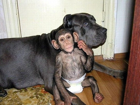 Khi một con khỉ non bị mẹ nó bỏ rơi, tương lai của nó dường như rất ảm đạm.