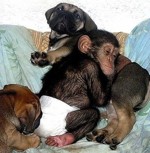 Các chuyên gia về động vật khẳng định chó thường sợ động vật linh trưởng. Vì thế quan hệ thân thiết giữa con khỉ và bầy chó là hiện tượng hiếm.