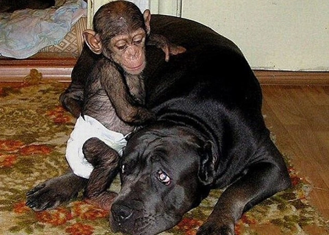 Tuy nhiên, đôi khi con chó tỏ ra mệt vì phải phục vụ đứa con nuôi hiếu động.