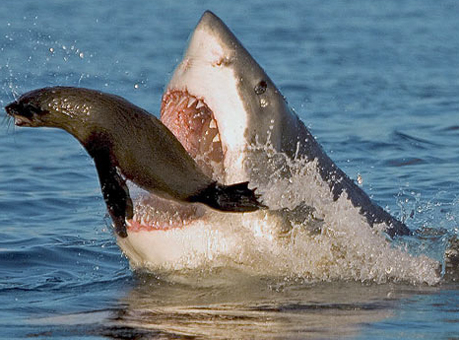 Hàm răng không bao giờ bị sâu