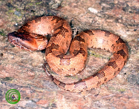 Rắn lục núi (Ovophis monticola). Rắn lục núi (Ovophis monticola).