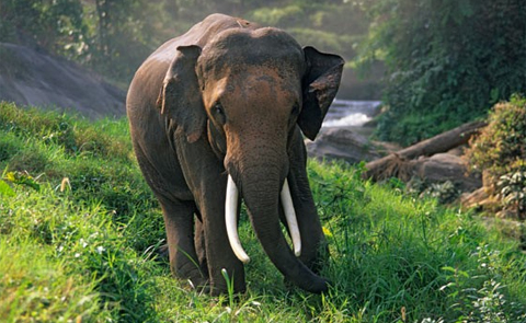 Cà phê từ phân voi được cho là có vị đậm. Ảnh minh họa ABCNews.