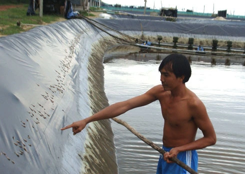 Tôm chết trắng hồ của ông Phường, thôn Dương Quang, xã Đức Thắng. Ảnh: Trí Tín.