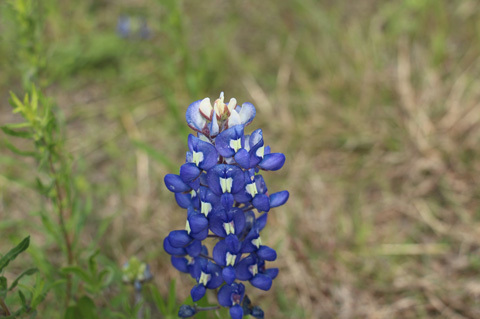 bluebonnet3-1366100069_500x0.jpg