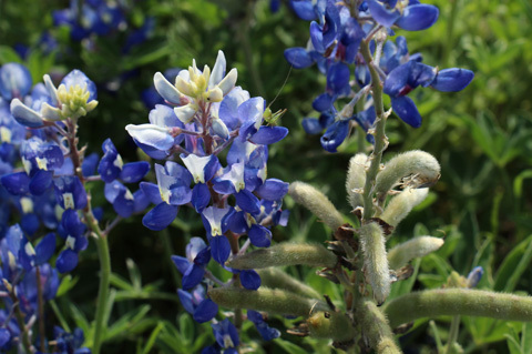 bluebonnetgan-1366100069_500x0.jpg