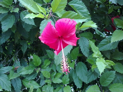 hoadai-314629-1370574793_500x0.jpg
