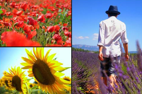 Đỏ thắm coqueliquot, hướng dương vàng rực cùng oải hương tím ngắt (Ảnh tác giả cung cấp)