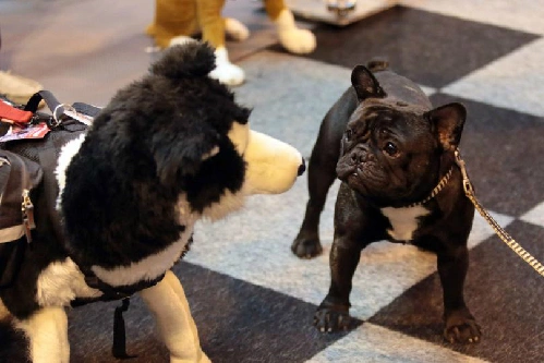 dog-2225-1383360206.jpg
