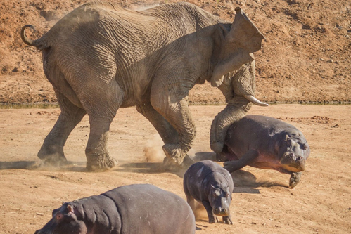 An-elephant-bull-charges-a-female-hippop