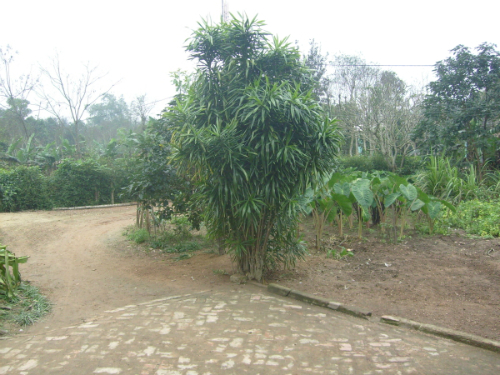 Góc sân tuổi thơ.jpg