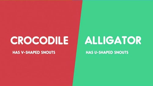 20-cap-tu-nghe-tuong-tu-nhung-khac-nhau-trong-tieng-anh-7