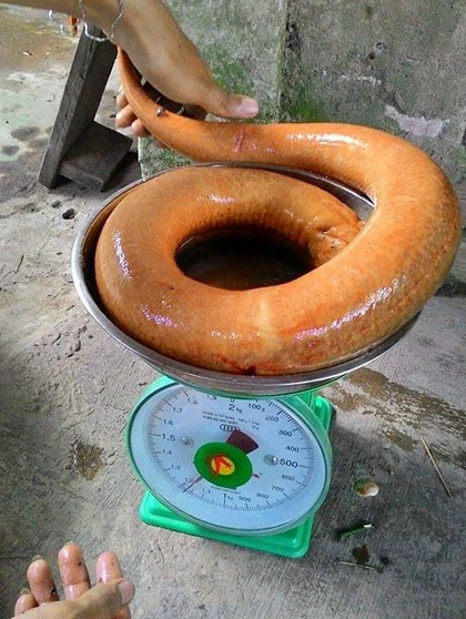 bat-duoc-con-luon-nang-gan-1-2-kg-duoi-muong