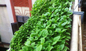 Rau xanh phủ kín ban công nhà phố thủ đô