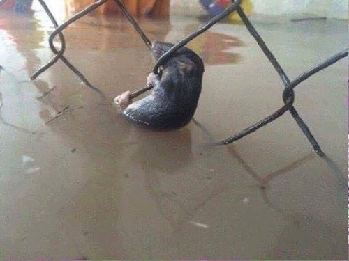 Sài Gòn thất thủ trước nước lũ rồi, thành trì của em cũng không còn nữa.