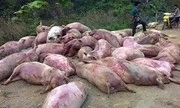 Xe đổ lợn chết ra đường, người dân lấy xẻ thịt ăn nóng trên mạng XH