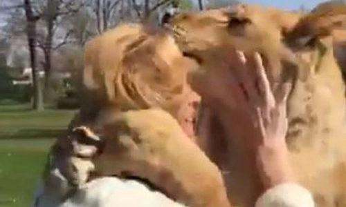 Sư tử ôm hôn con người - Tin tức mới nhất 24h qua - Báo ...