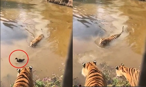 Bầy hổ ngẩn ngơ trước màn tẩu thoát ngoạn mục của vịt