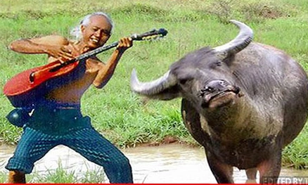 mot-nguoi-choi-dan-canh-con-trau-cho-ta-bat-duoc-chu-gi