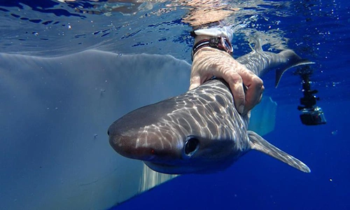 Cá mập sáu mang Đại Tây Dương ở vùng biển ngoài khơi Belize. Ảnh: IFL Science.