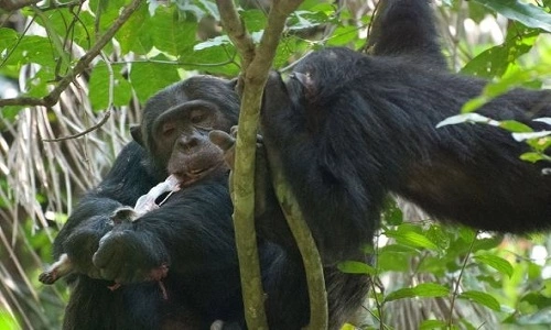 Tinh tinh đực ăn thịt khỉ đỏ colobus trong công viên quốc gia Gombe. Ảnh: Ian C. Gilby.