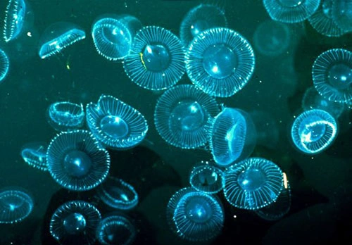chia đôi, phát quang sinh học, sâu biển, sứa, tắc kè, ngụy trang, cây rêu