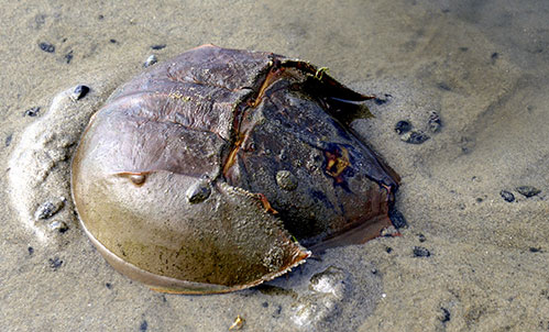 Con Gì Có Máu Màu Xanh? Khám Phá Bí Ẩn Thú Vị Từ Thế Giới Động Vật