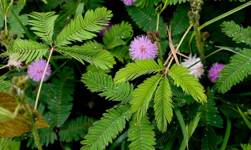 Cây xấu hổ - Tin tức mới nhất 24h qua - Báo VnExpress