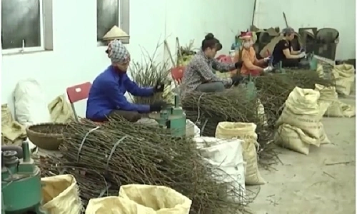 Huyện Văn Yên, Yên Bái giảm nghèo nhờ cây quế