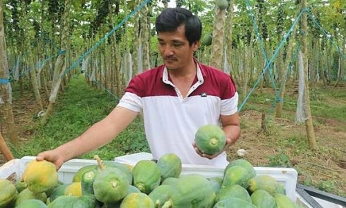 Đu đủ trồng theo tiêu chuẩn GlobalGAP