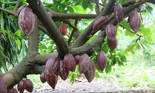 Xây dựng thương hiệu cacao Vũng Tàu