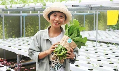 Nhân viên văn phòng nghỉ việc để trồng rau công nghệ cao