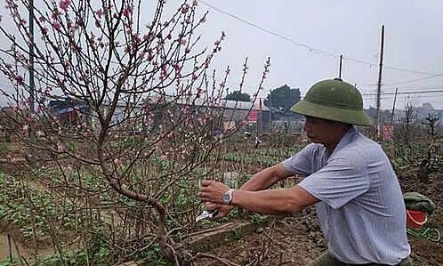 Chủ vườn Nhật Tân 'tái sinh' đào sau Tết