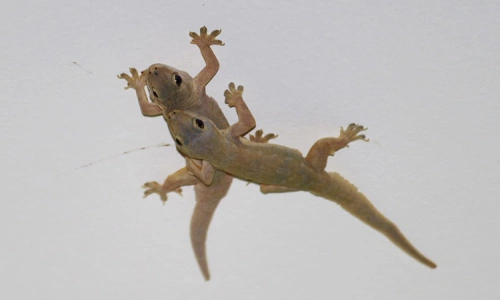 Loài thạch sùng - Tin tức mới nhất 24h qua - Báo VnExpress