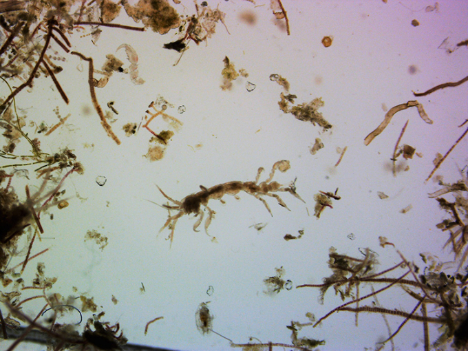 Một con amphipod giống tôm được tìm thấy trên mai rùa quản đồng. Ảnh: Jeroen Ingels.