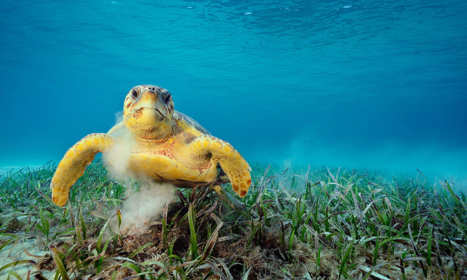 Rùa quản đồng hiện là động vật dễ bị tổn thương trong Sách Đỏ IUCN. Ảnh: National Geographic.