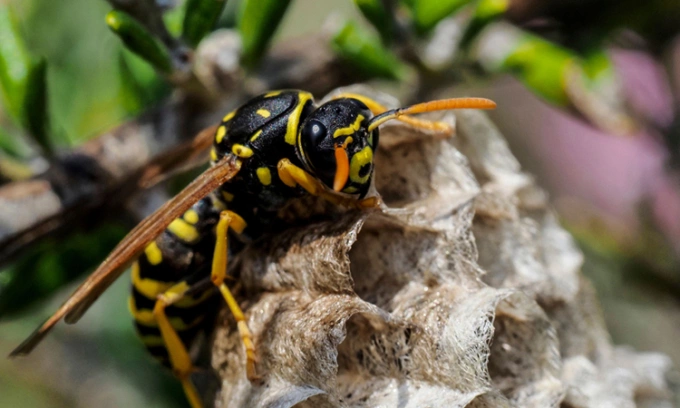 Vết đốt của tò vò đôi khi gây hậu quả nghiêm trọng. Ảnh: Newsweek.