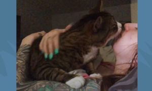 Mèo cưng quấn quýt cô chủ 24/24