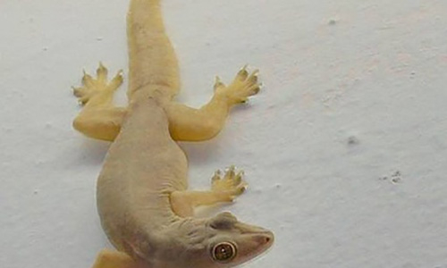 Thạch sùng - Tin tức mới nhất 24h qua - Báo VnExpress