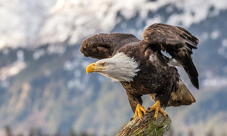 Đại bàng đầu trắng hồi sinh từ bờ vực tuyệt chủng